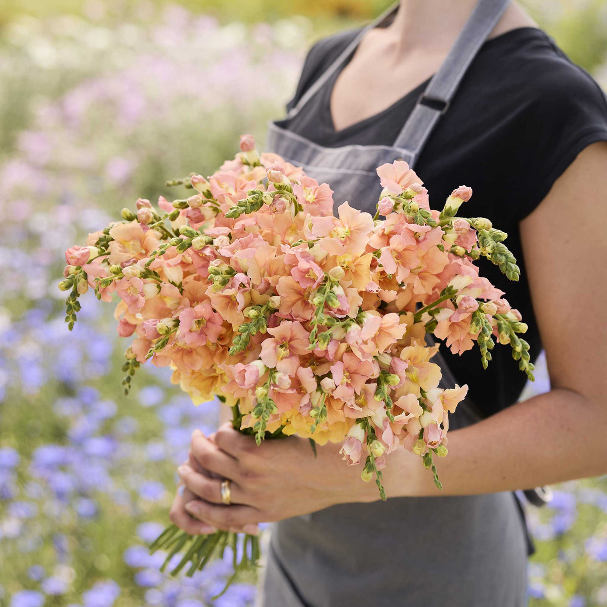 Snapdragon chantilly light salmon soft peach flowers held on a blurred background