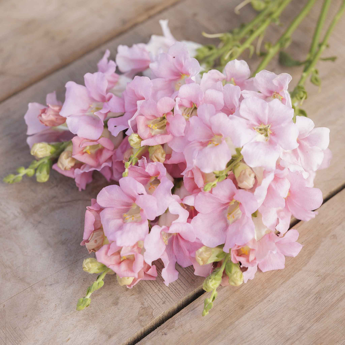 Snapdragon chantilly light pink soft pink flowers in close-up on a blurred background