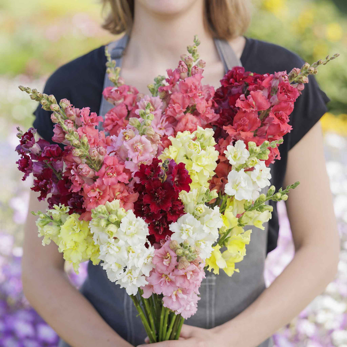 Snapdragon madame butterfly mix colorful flowers held by person on blurred background