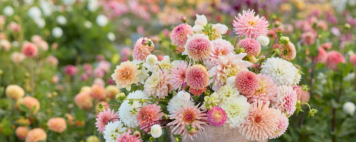 A close-up of a bouquet of blooming dahlia flowers in soft pink, peach, cream, and white, set against a blurred garden background of similar flowers and green foliage.