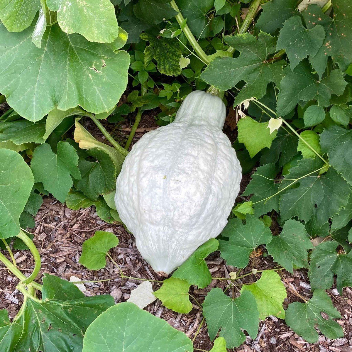 A Hubbard Blue squash on the vine sitting on the ground with green stripes.
