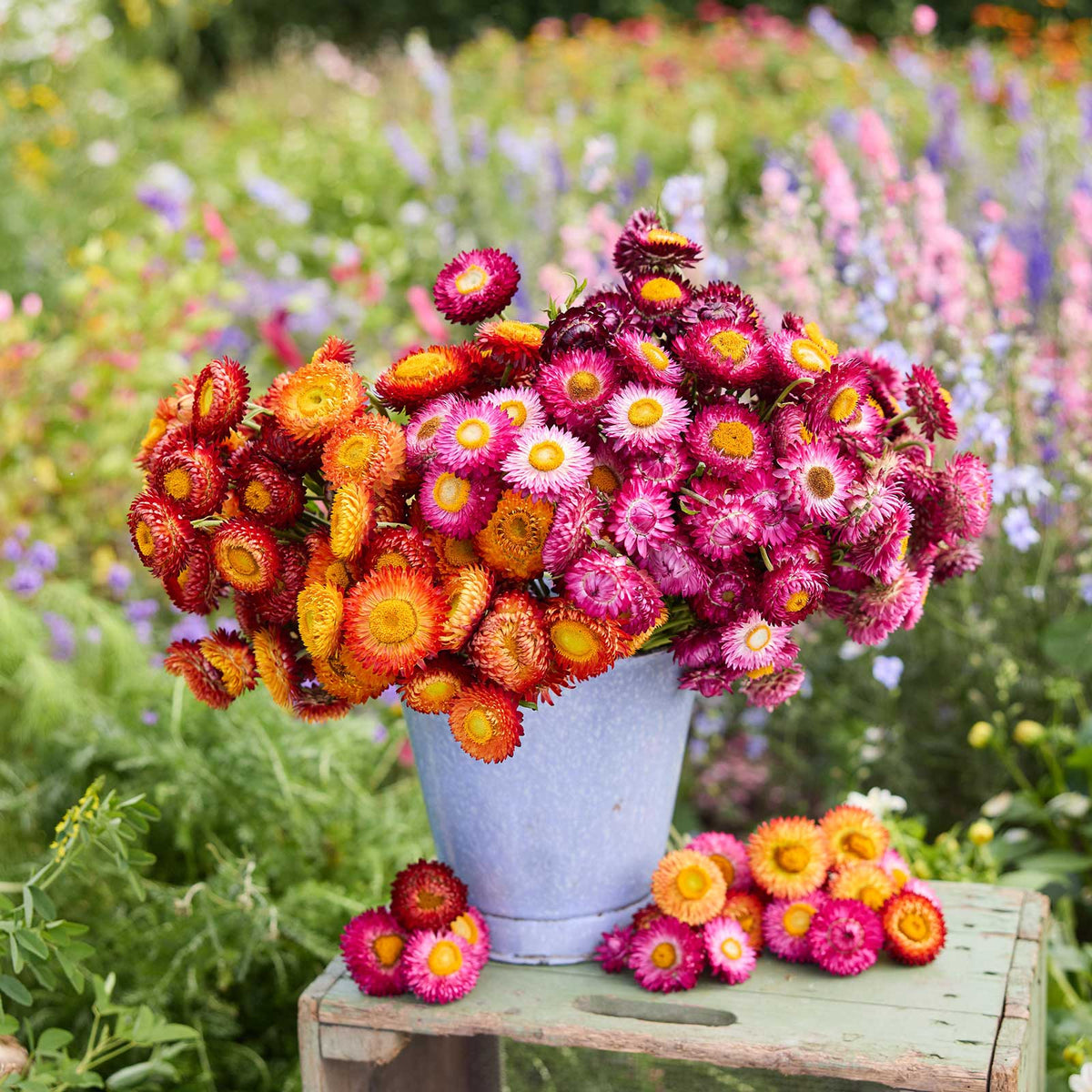 A bouquet of colorful flowers from the strawflower autumn shades bundle in a natural setting