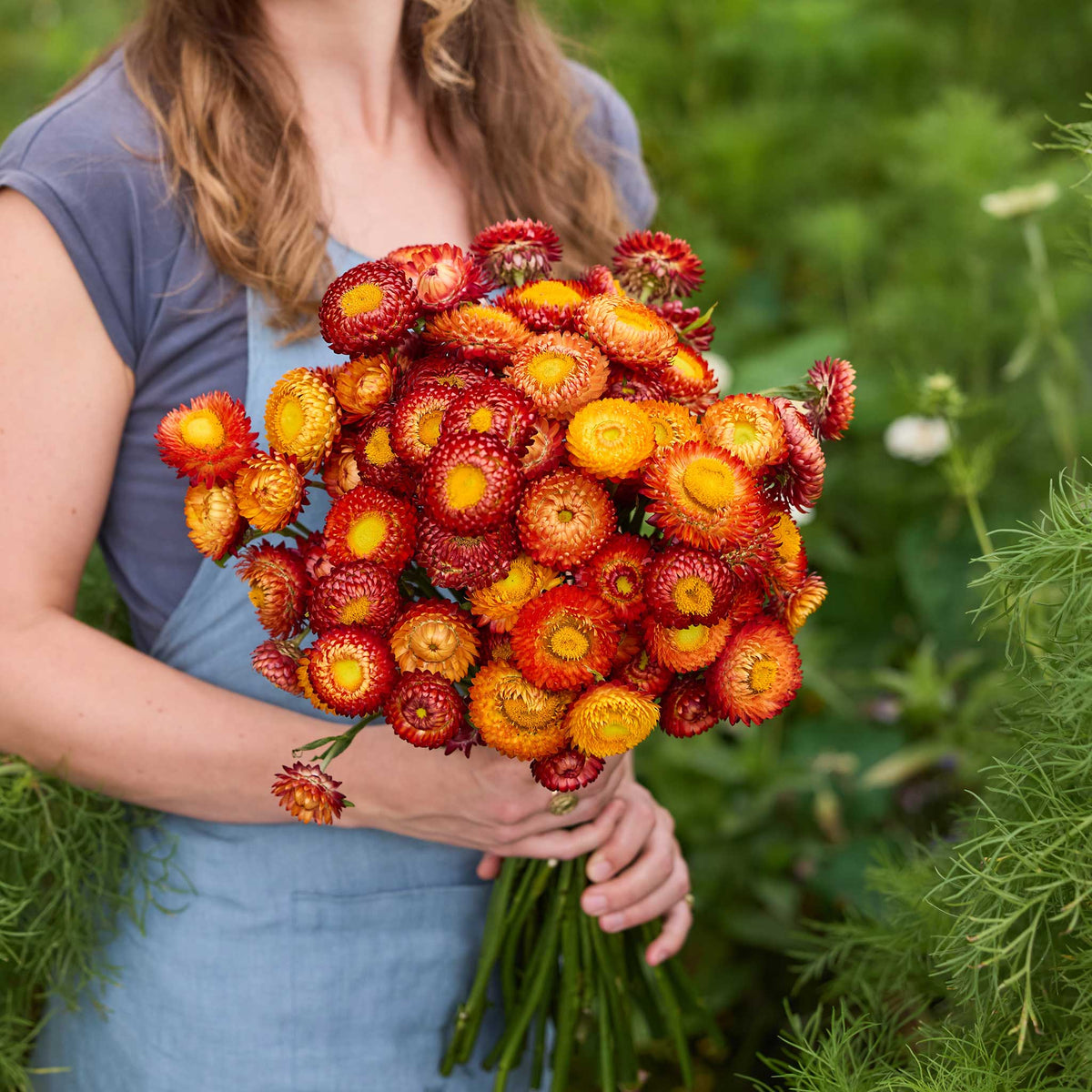 Person holding a bouquet of colorful flowers from the strawflower passion shades bundle in a natural setting