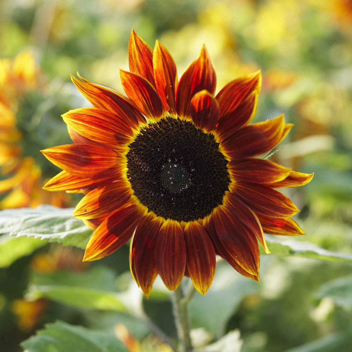 Harlequin sunflower with yellow petals streaked with red on a natural backdrop