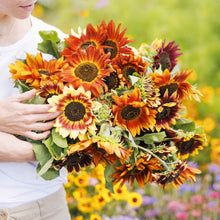 Multi-colored mature autumn beauty sunflower heads on a natural green outdoor backdrop