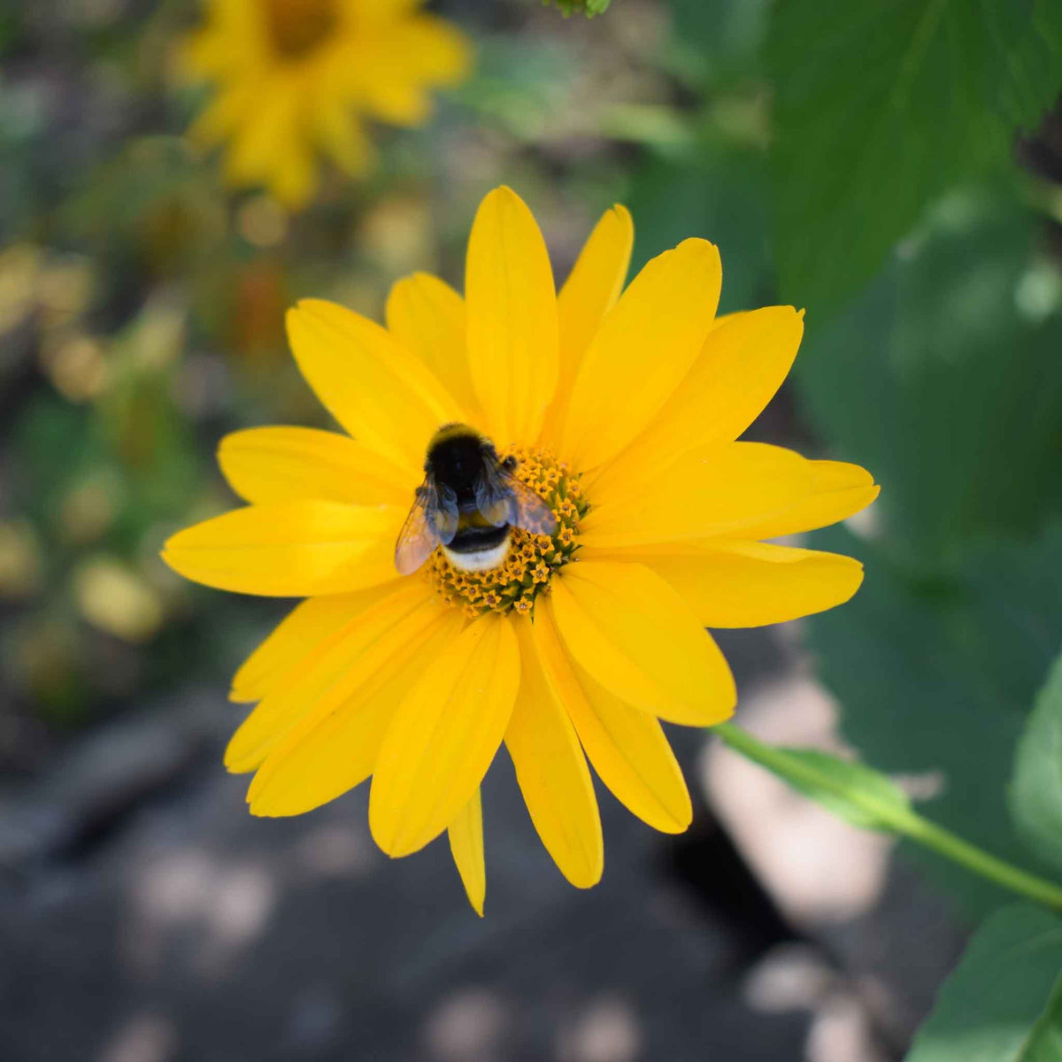 Bright yellow ox eye sunflower with dark center on a green natural garden backdrop
