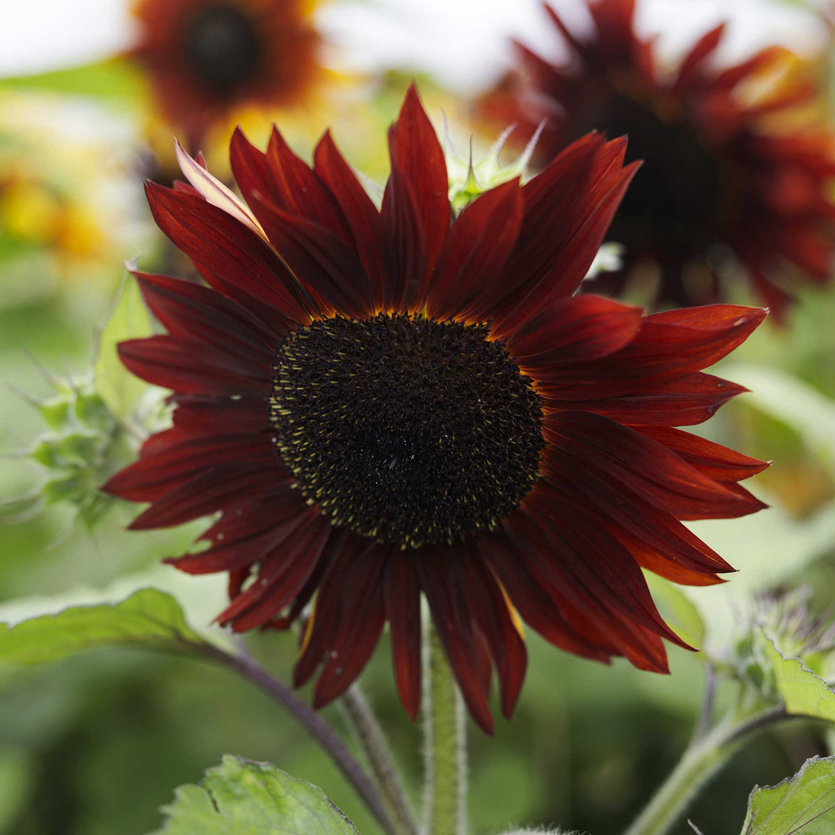 Close up of a sunflower ruby flower with a green stem and blurred background.