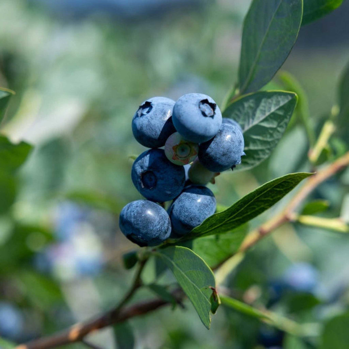 A close-up of a cluster of ripe, sunshine blue-blue berries on a branch with green leaves, photographed outdoors with a blurred natural background.