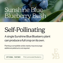 Informational graphic for a Sunshine Blue Blueberry Bush, featuring a top photo of blueberries and text stating it is self-pollinating and produces a full crop on its own.