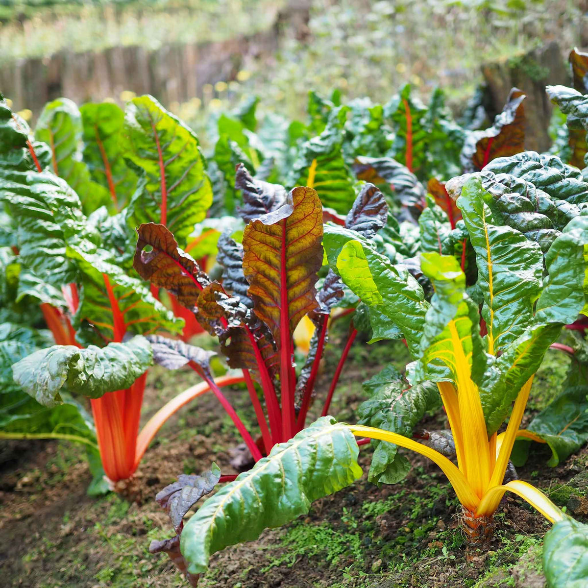 Rainbow Mix Swiss Chard growing in rows in a garden.