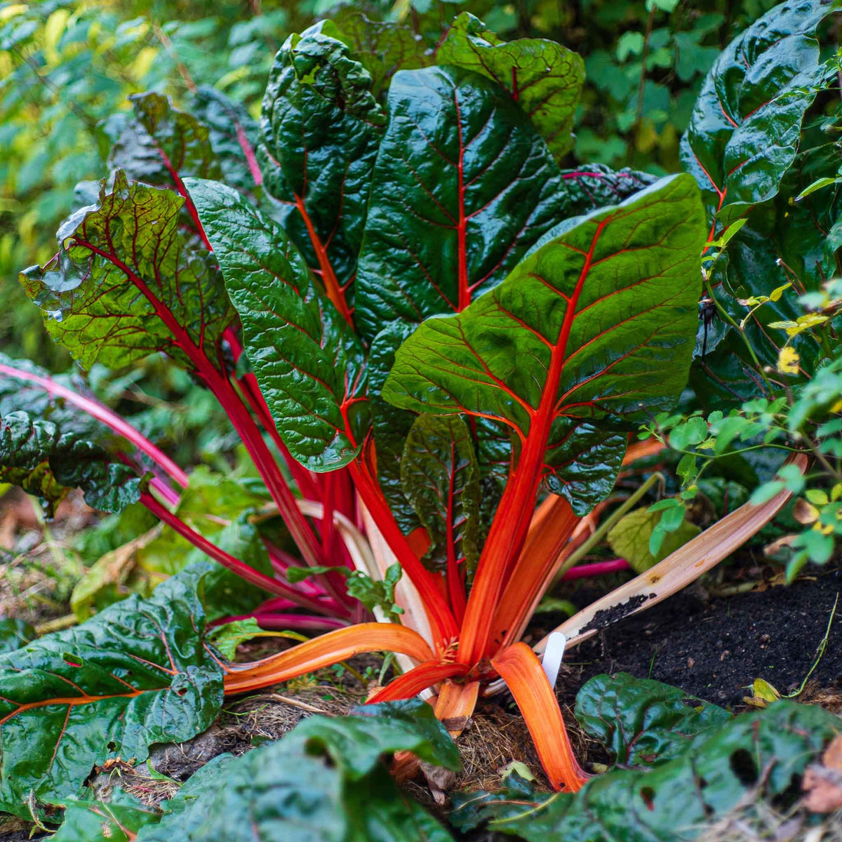 Ruby Red Swiss chard plants, showcasing their vibrant ruby red stems and deep green leaves.