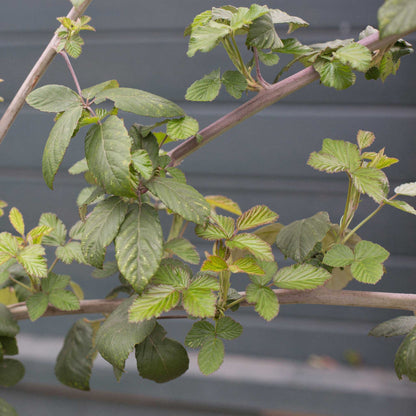 Green leafy thornless blackberry plant branches with serrated oval leaves growing against a dark gray paneled background.