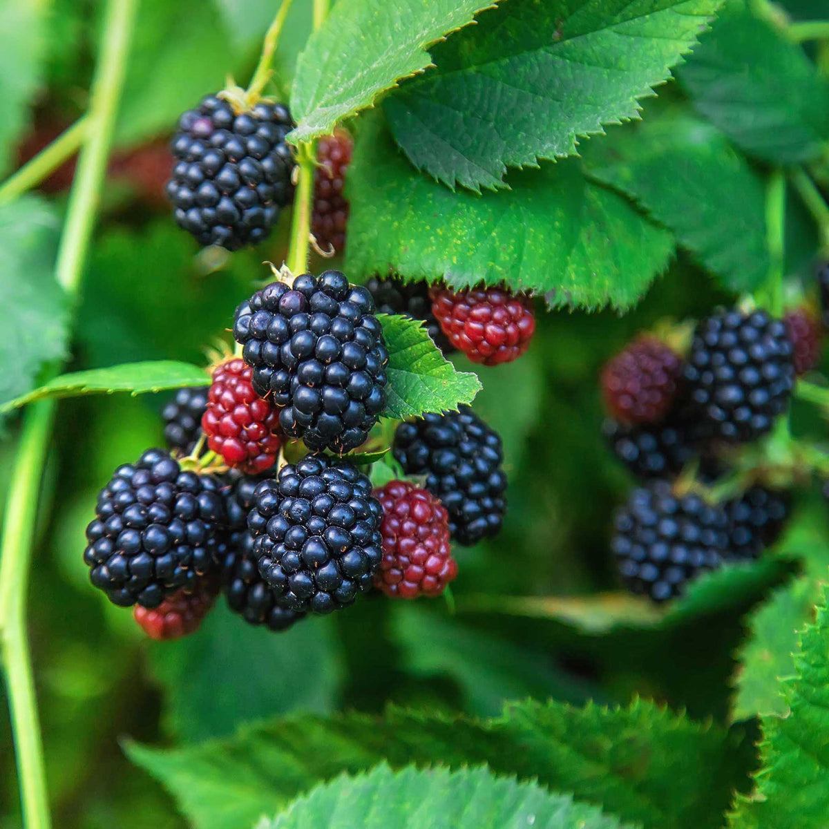 Close-up of thornless blackberries and red raspberries on a green leafy background