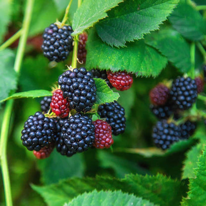 Close-up of thornless blackberries and red raspberries on a green leafy background