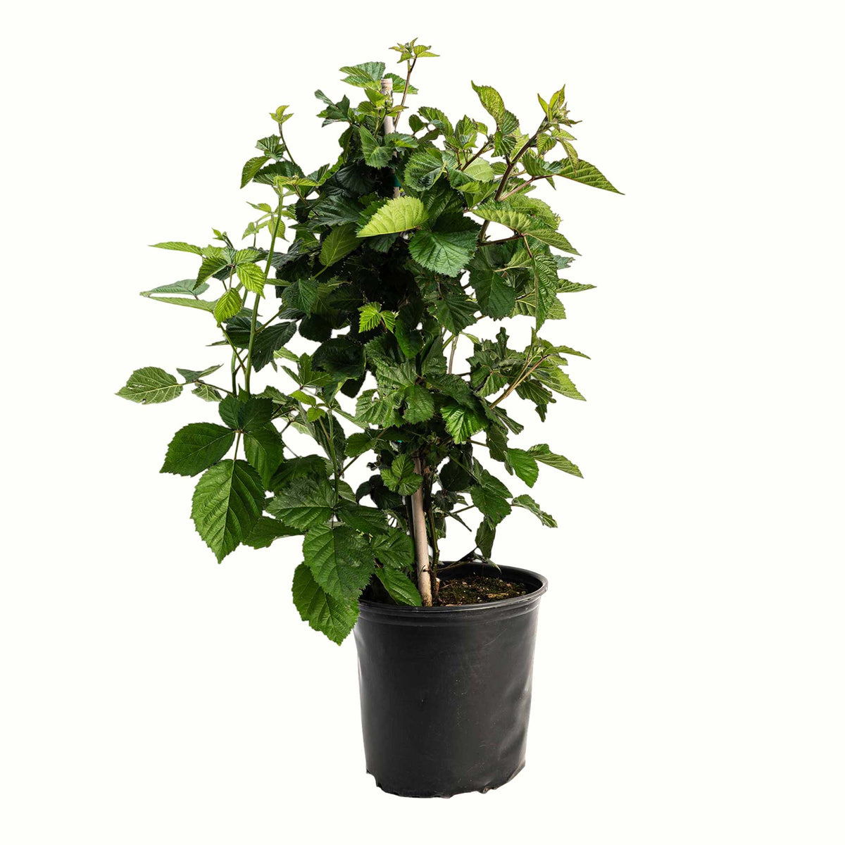 A potted young thornless blackberry bush with green leaves in a black plastic nursery pot, isolated on a white background.
