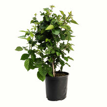 A potted young thornless blackberry bush with green leaves in a black plastic nursery pot, isolated on a white background.