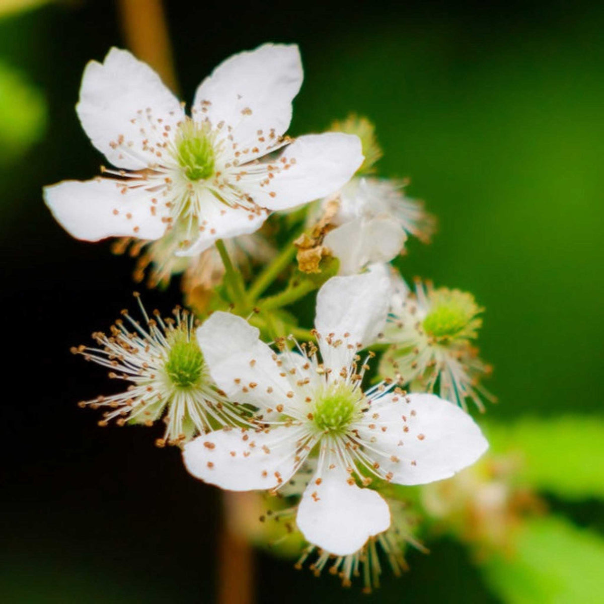 Close-up of white thornless blackberry flowers with green centers and brown speckles, set against a blurred green natural background.
