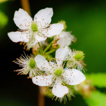 Close-up of white thornless blackberry flowers with green centers and brown speckles, set against a blurred green natural background.
