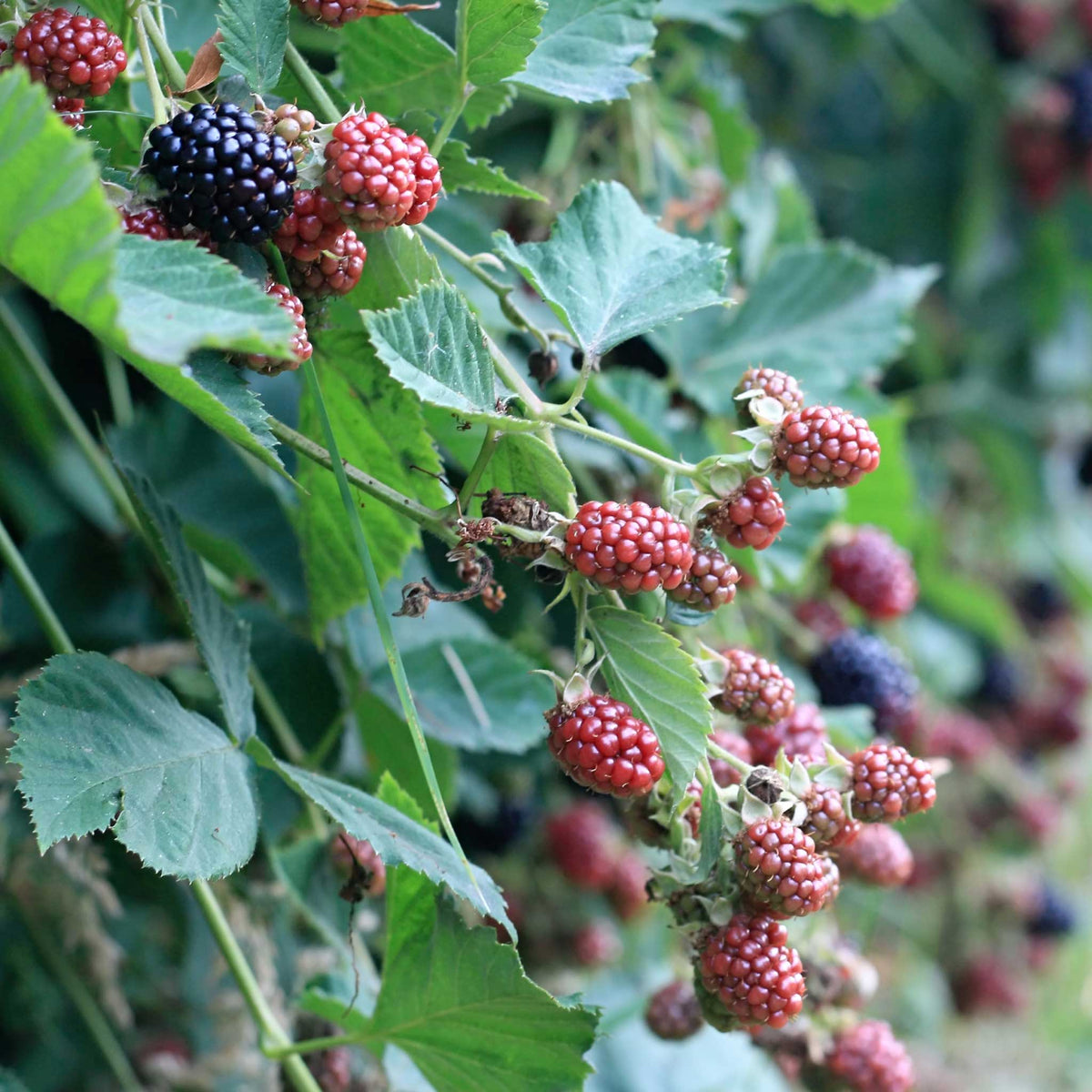Fresh thornless blackberries growing on a leafy vine, with some ripe dark purple-black berries and others still red, shown in a natural outdoor setting.