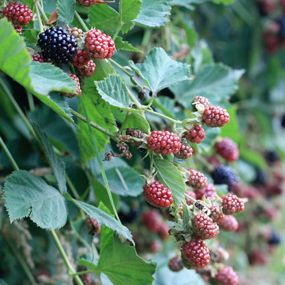 Fresh thornless blackberries growing on a leafy vine, with some ripe dark purple-black berries and others still red, shown in a natural outdoor setting.