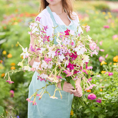 A person holding a bouquet of light and dark pink tobacco sensation mix flowers in a natural setting