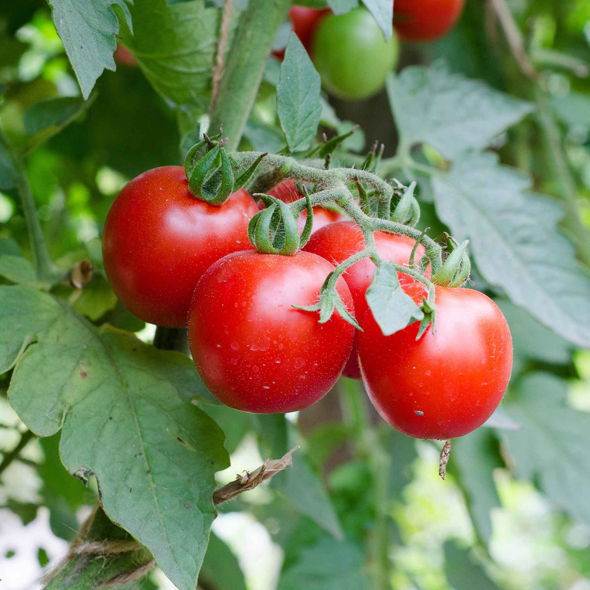 A Large Red Cherry tomato, ripe and glossy, hangs from a vine with green leaves.