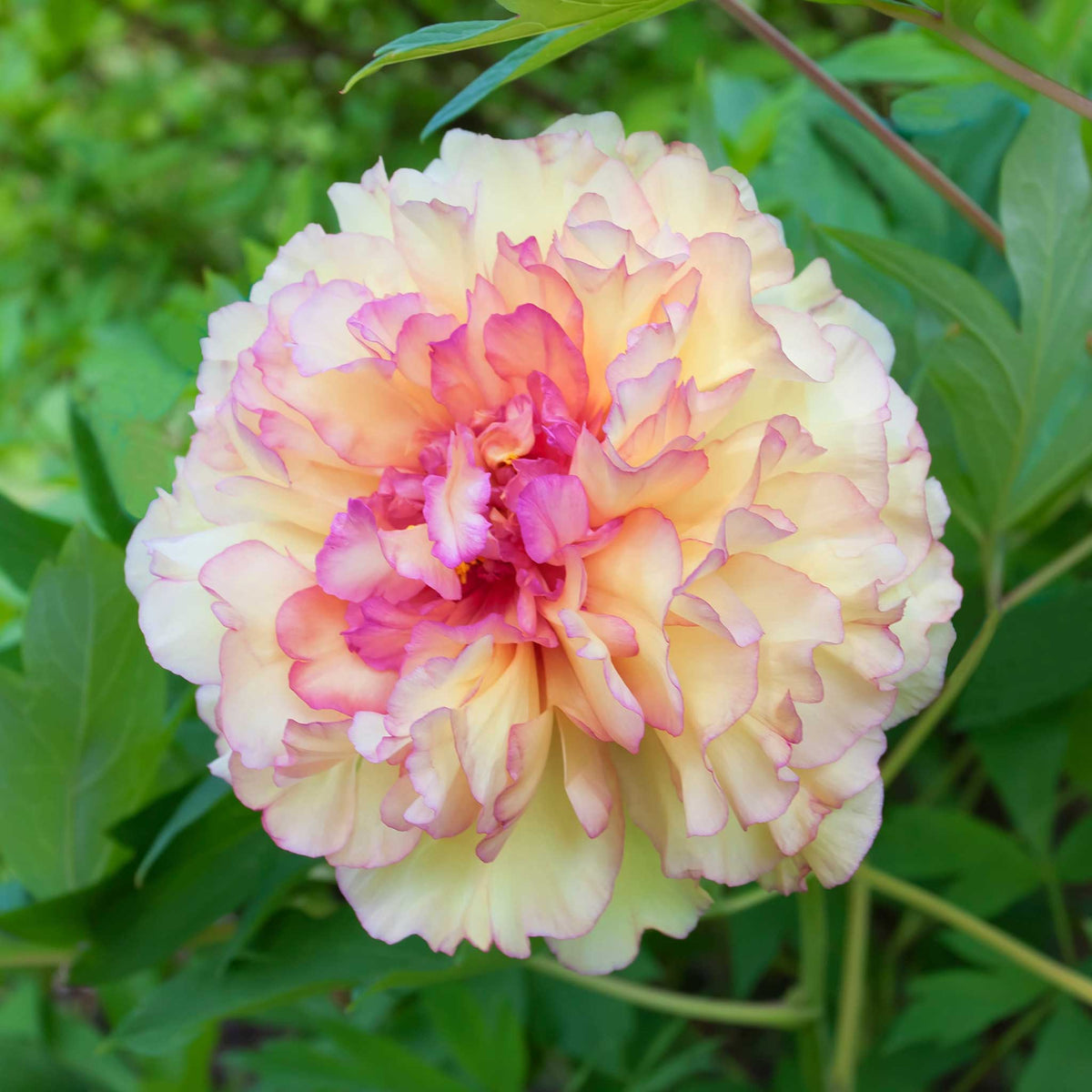 Close-up of a pink and yellow kinkaku jin ge tree peony flower with green leaves in the background