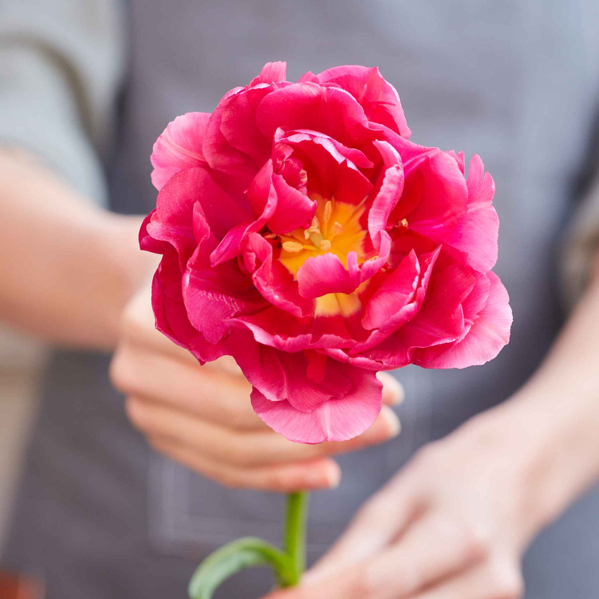 45 Days Peony-Flowered tulip in soft pink blooming in a lush green garden