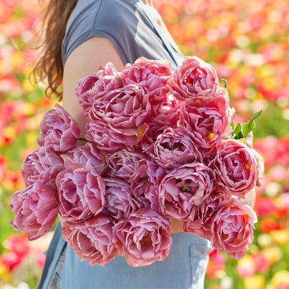Tulip Bundle - Spring Crescendo