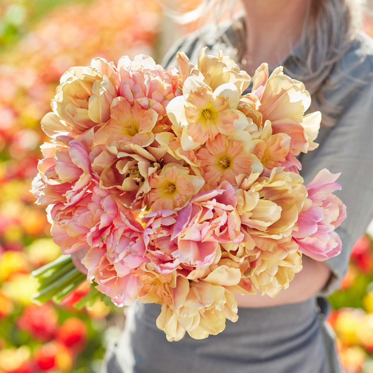 A vibrant, full shot of a white and purple tulip mix, with yellow tulips in the background.