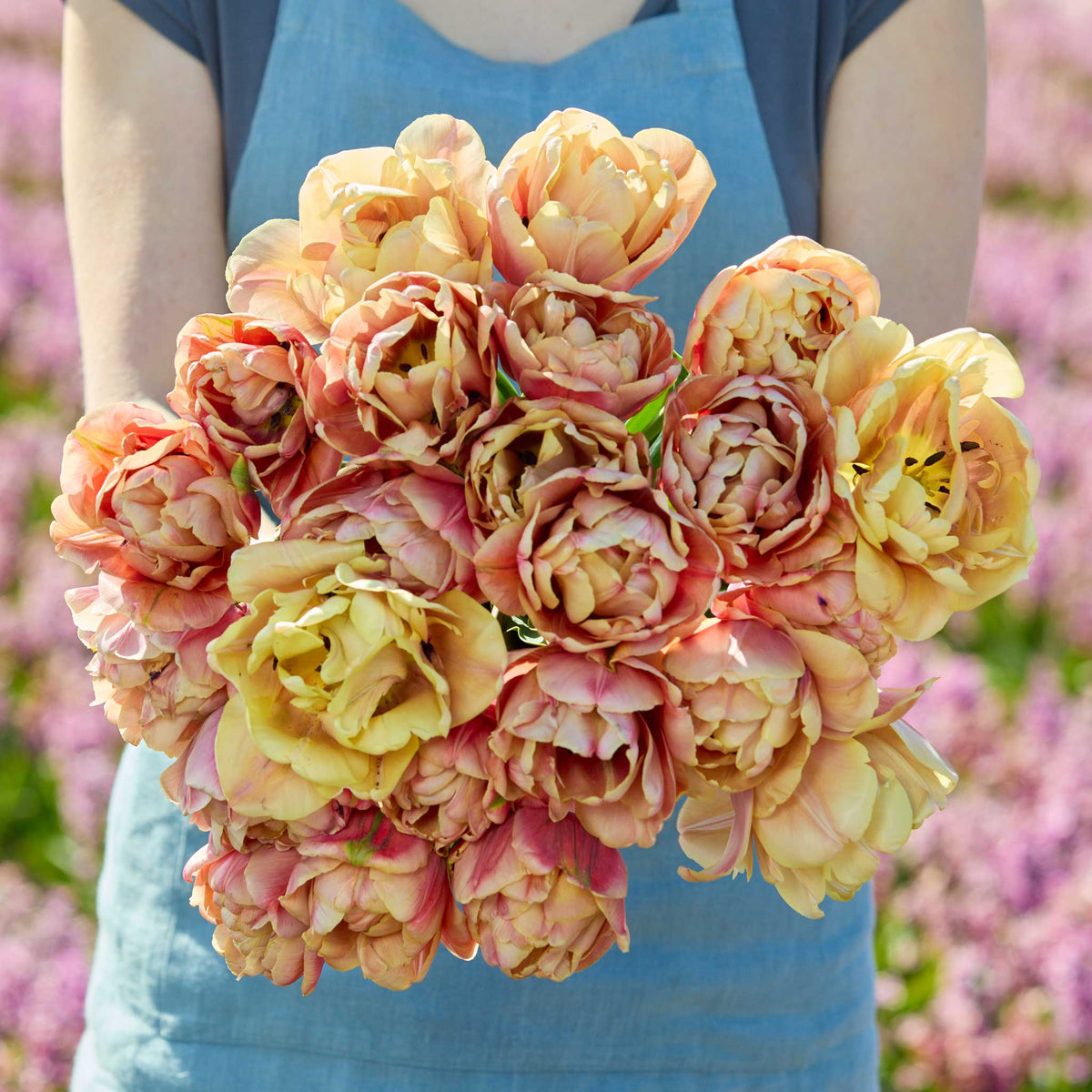Person holding a bouquet of pink and yellow la belle epoque tulip flowers against a blurred natural background