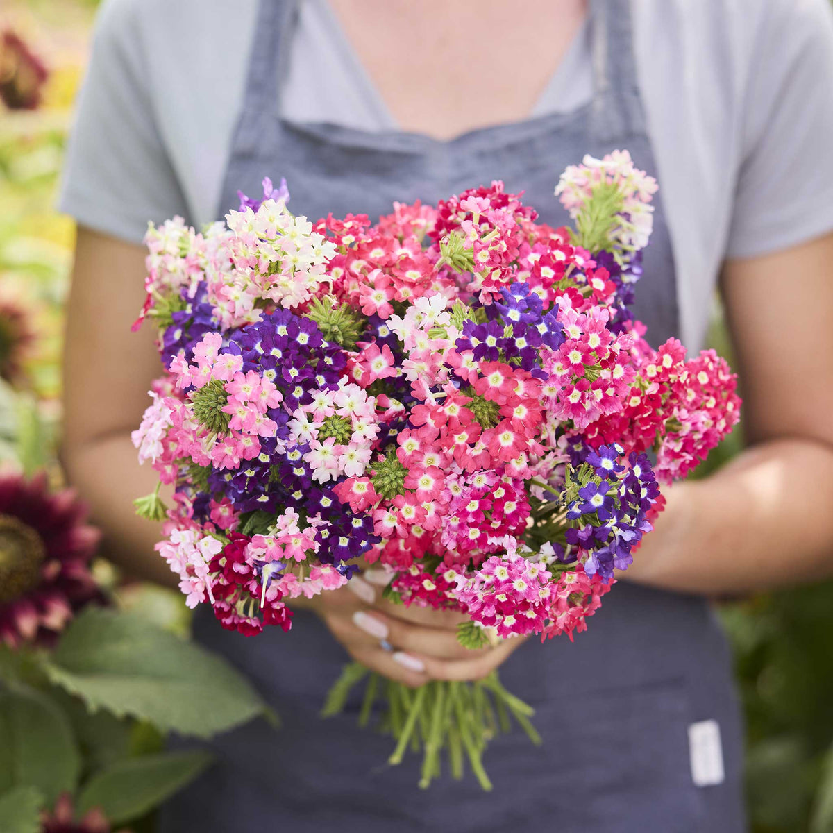 A person holding a bouquet of pink, purple, and white quartx mix verbena flowers in a natural setting