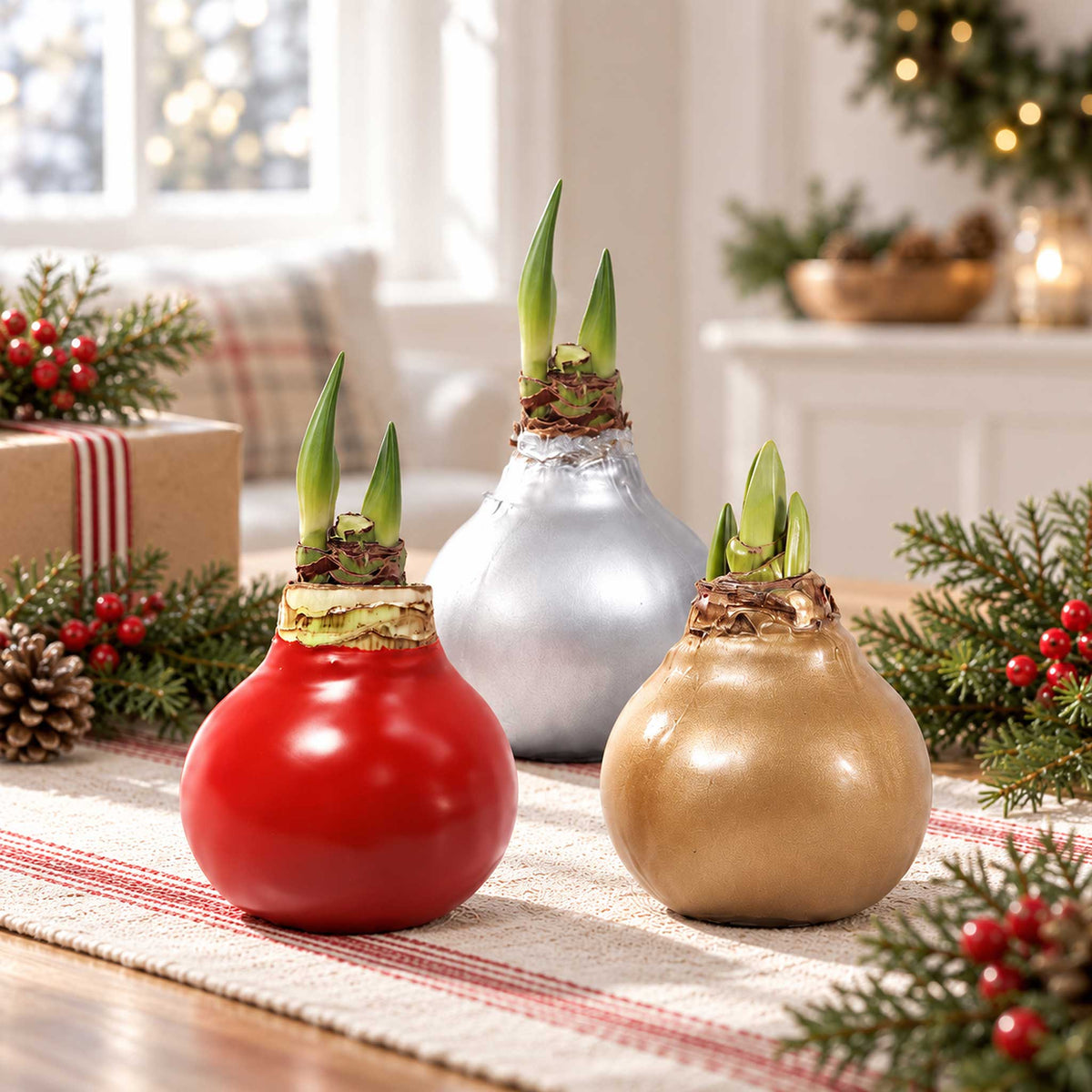 Silver, red, and gold wax amaryllis bulb with red blooms in an indoor setting showing the beginning shoots of the bloom