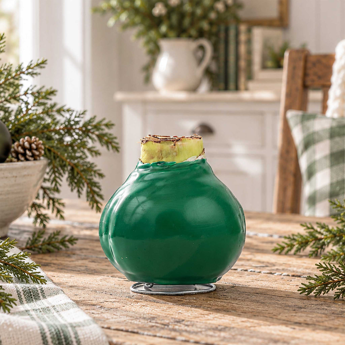 Green wax amaryllis bulb with white blooms in an indoor setting showing only the bulb