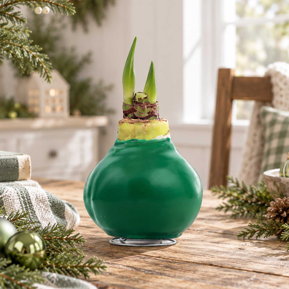 Green wax amaryllis bulb with white blooms in an indoor setting showing the beginning shoots of the bloom
