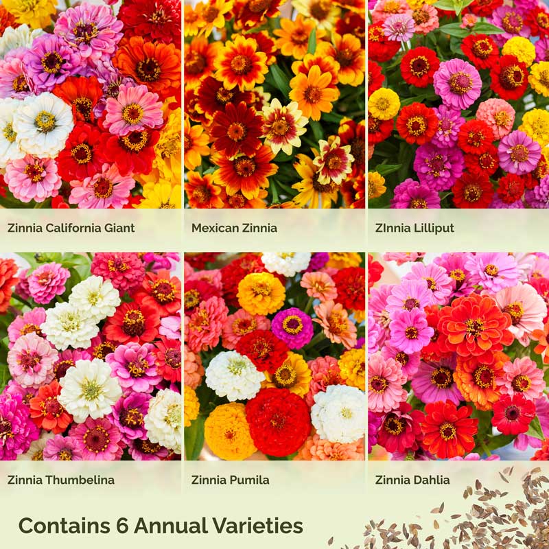 Graphic displaying mix contents of zin master wildflower mix