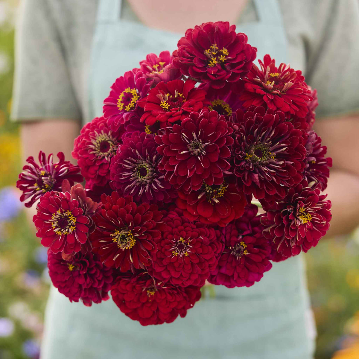 A person holding a bouquet of vibrant benary giant scarlet zinnia flowers with a blurred background.