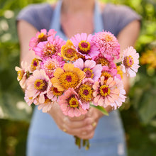 A person holding a bouquet of pink and orange cresto peachy pink zinnia flowers in a natural setting