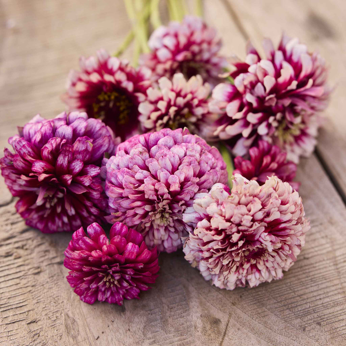 Colorful zinnia mazurkia flowers in pink and mixed tones on a natural garden backdrop