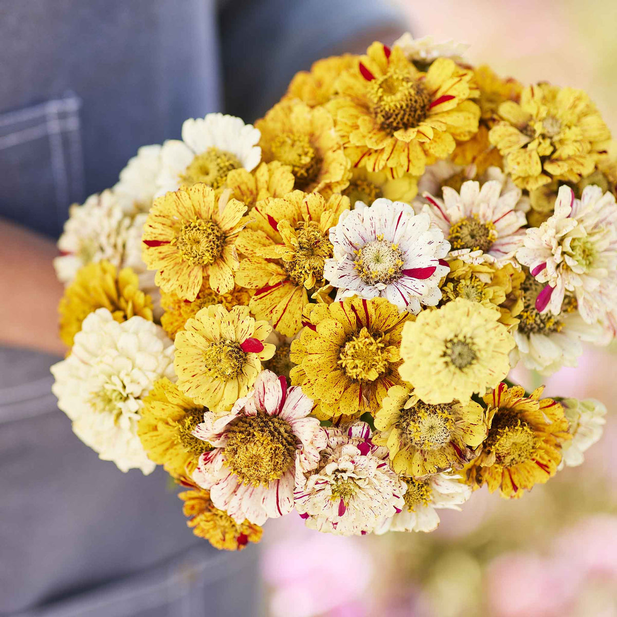 Three zinnia peppermint stick flowers with striped petals on a natural green background