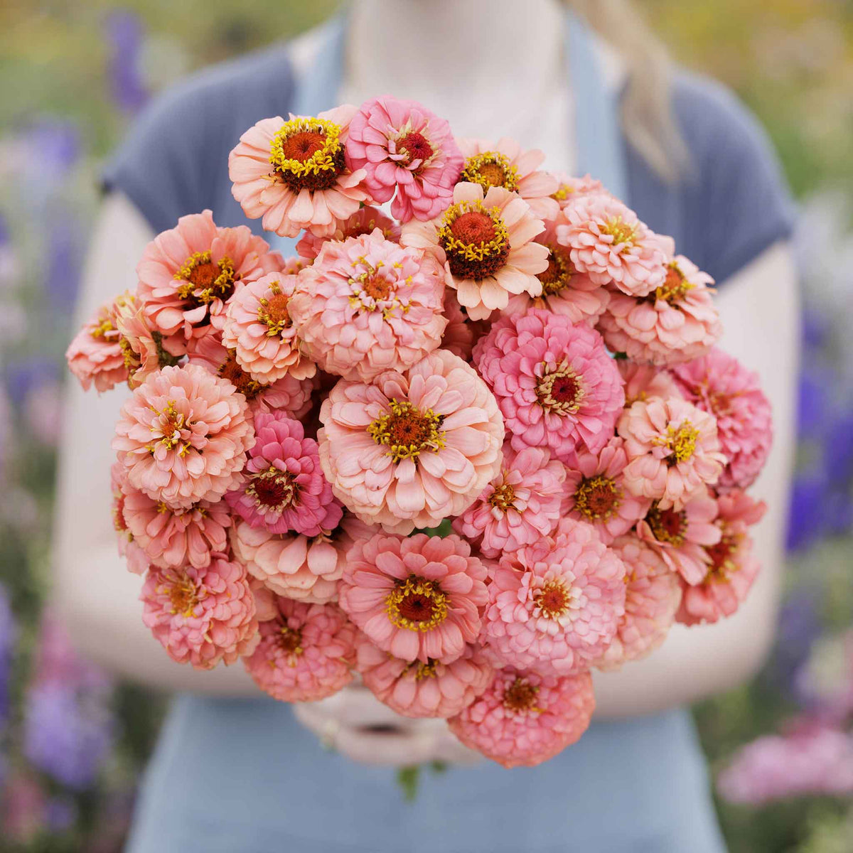 Salmon-colored zinnia pumila salmon flowers in close-up on a natural garden backdrop