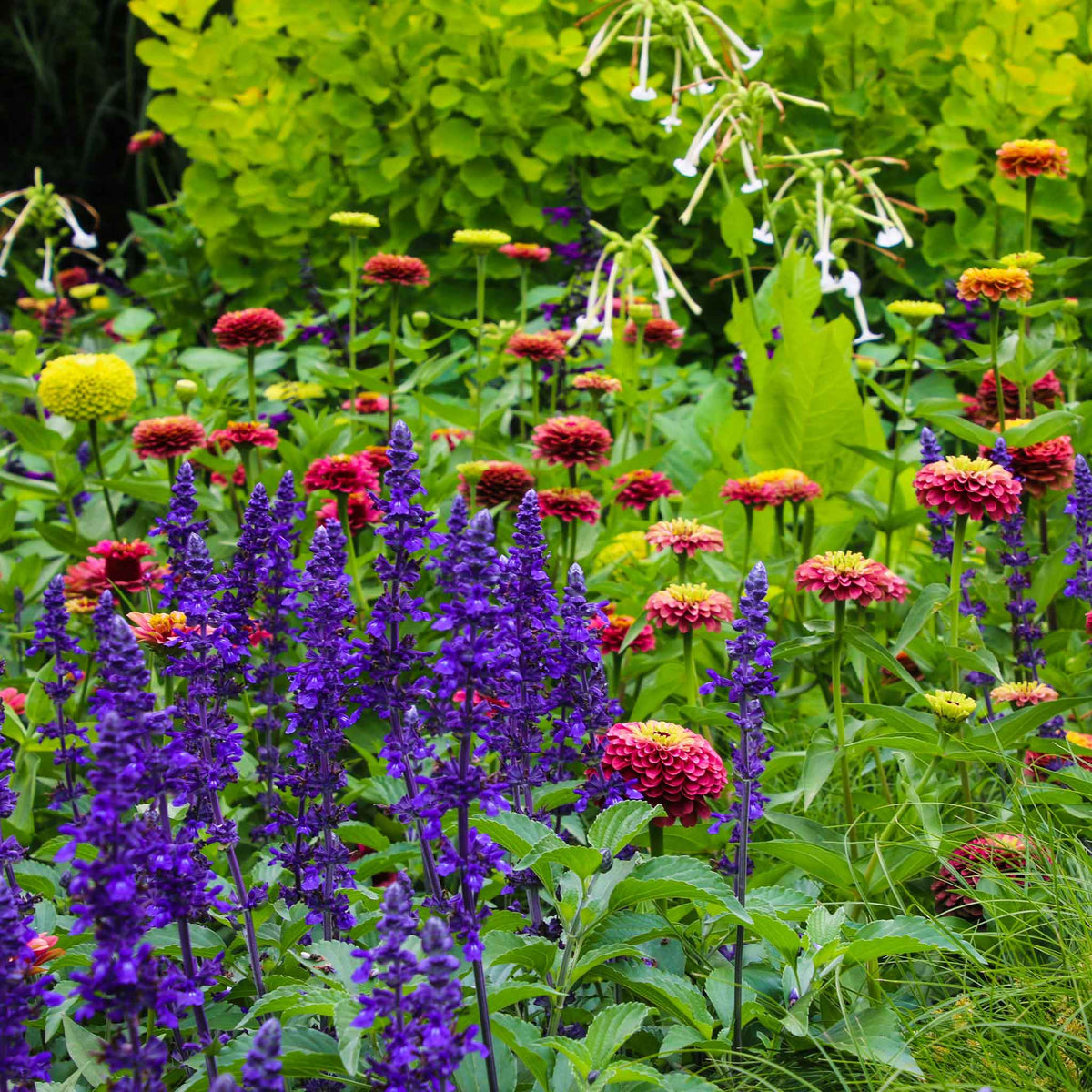 Zinnia queeny lime mix flowers in chartreuse green on a natural outdoor backdrop