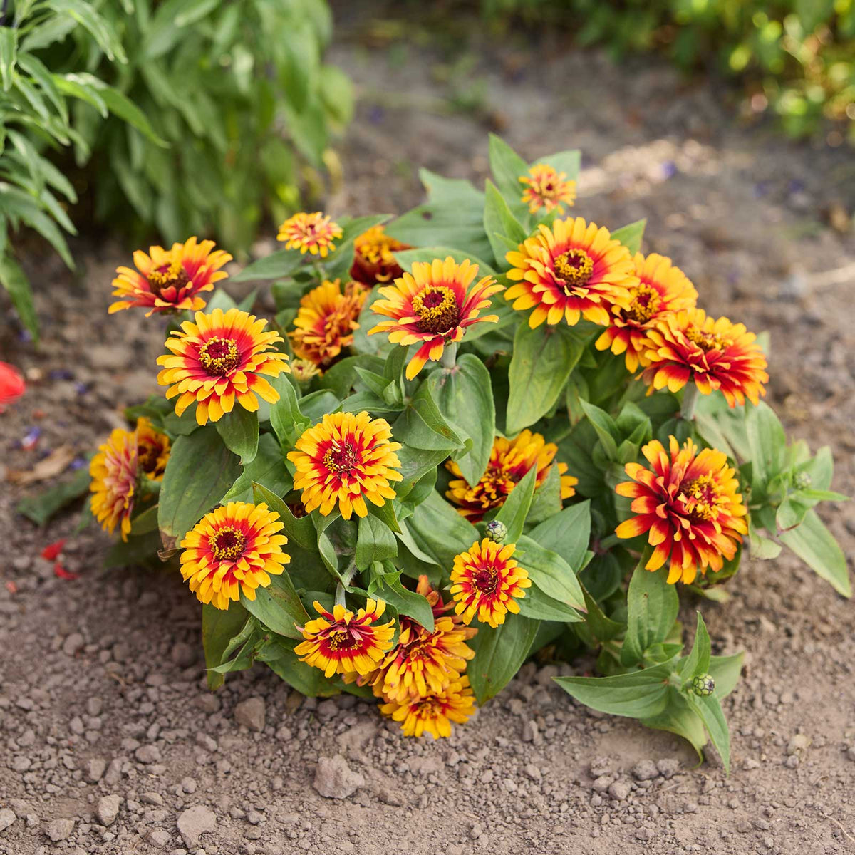 A bouquet of pink and red and yellow Zinnia Swizzle scarlet yellow flowers in a garden setting