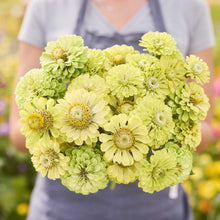A person holding a bouquet of green Zinnia tequila lime flowers in a garden setting
