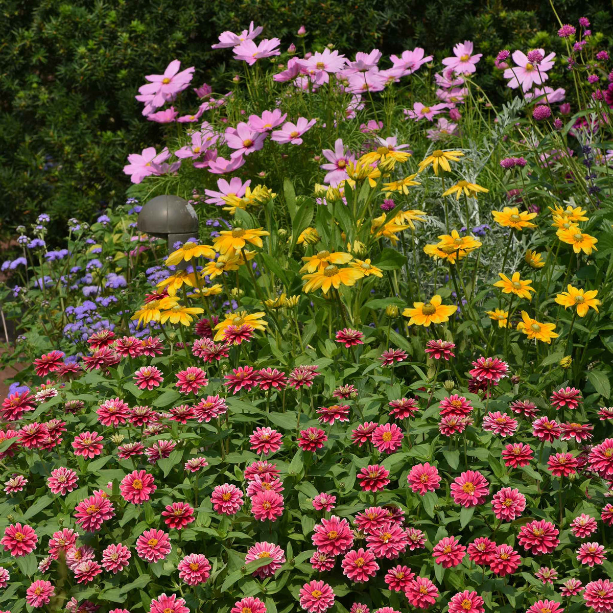Zinnia zahara raspberry ripple flowers in a mixed garden field on a bright backdrop