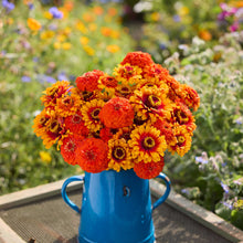 Zinnia Seeds - Zinderella Zest