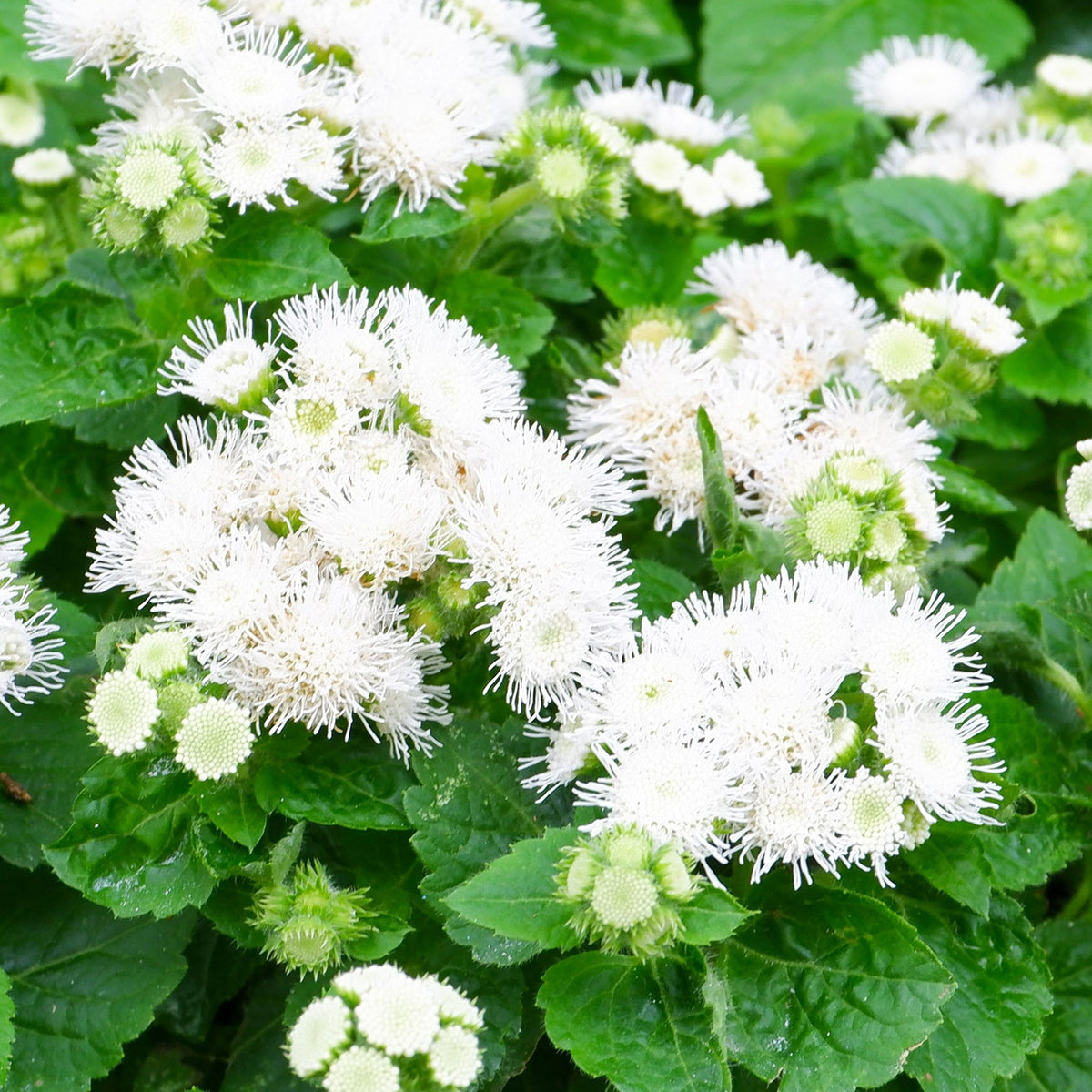 A close-up view of a pot filled with vibrant white dondo ageratum flowers in full bloom.
