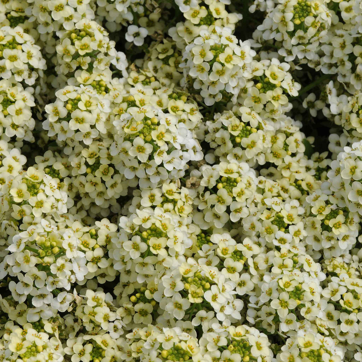 A close-up of vibrant yellow and white easter bonnet alyssum flowers, showing off delicate petals.