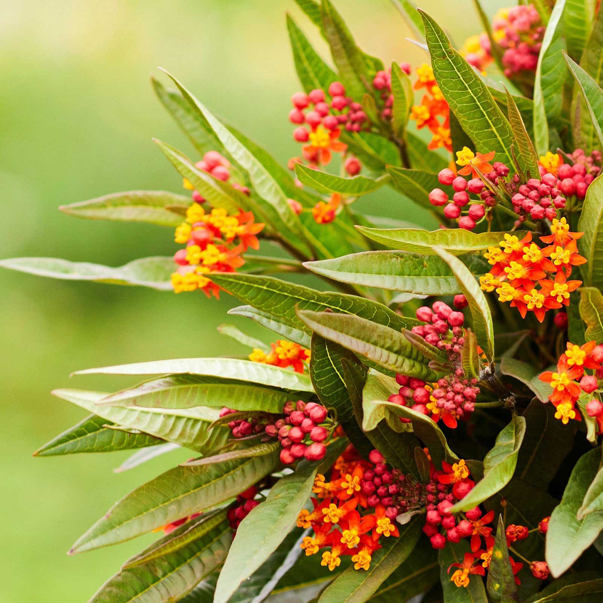 Close-up of bright orange bloodflowers, and green foliage in natural setting.