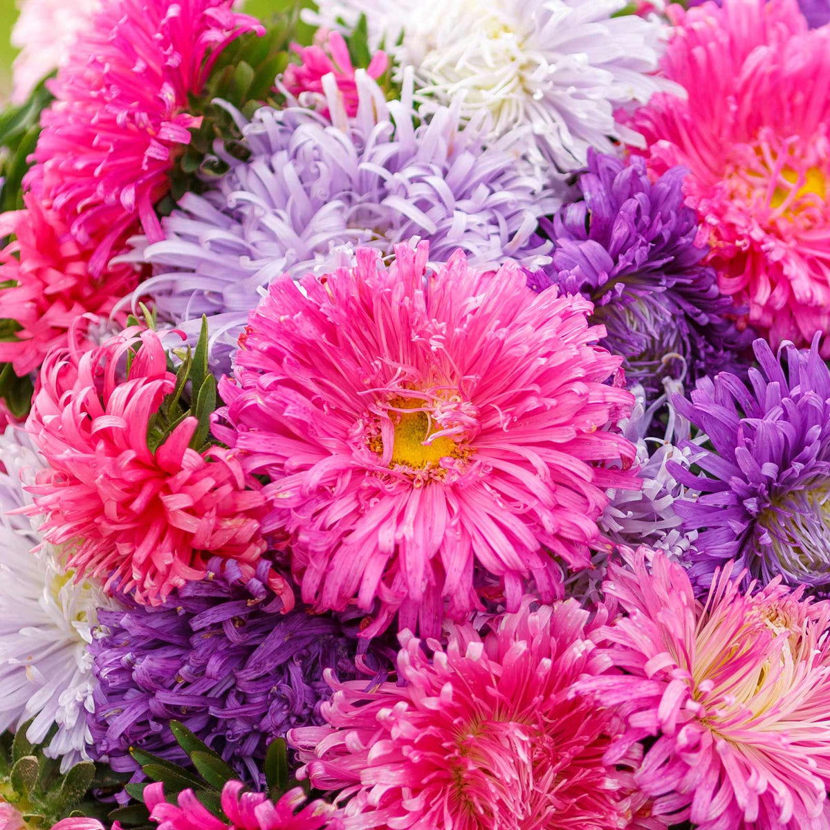 A close-up view of vibrant purple, pink, Giants of California Aster flowers.
